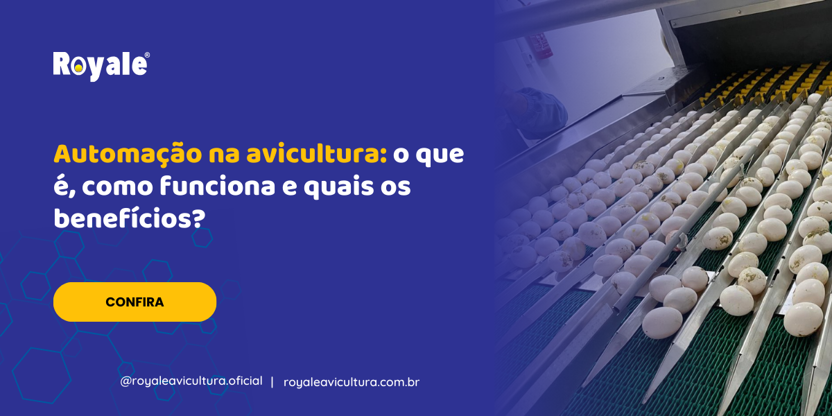 Automação na avicultura o que é, como funciona e quais os benefícios